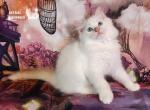 Clide Ragdoll Boy - Ragdoll Kitten For Sale - VA, US