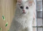 Marlena - Maine Coon Kitten For Sale - Hollywood, FL, US