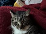 Pepper - American Bobtail Cat For Sale - 