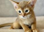 Chanel - Abyssinian Kitten For Sale - Odesa, Odessa Oblast, UA