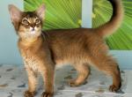 Walter - Somali Kitten For Sale - 