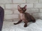 Lola - Devon Rex Kitten For Sale - 