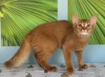 Terra - Somali Kitten For Sale - 