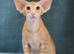 Red - Oriental Kitten For Sale - 