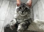 Eloise - Maine Coon Kitten For Sale - 