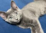 Notnamed - British Shorthair Kitten For Sale - Chicopee, MA, US