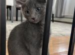 Notnamed1 - British Shorthair Kitten For Sale - Chicopee, MA, US