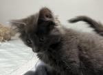 Noname1 - Ragamuffin Kitten For Sale - Chicopee, MA, US