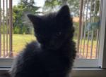 No name - Ragamuffin Kitten For Sale - Chicopee, MA, US