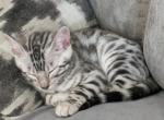 Piper - Bengal Kitten For Sale - Kimbolton, OH, US