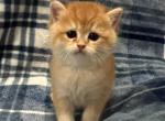Zeus - British Shorthair Kitten For Sale - 