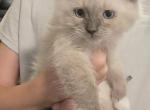 Daisy's kittens - Ragdoll Kitten For Sale - Quakertown, PA, US