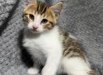 Kenna - Bengal Kitten For Sale - 