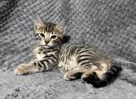 Athena - Bengal Kitten For Sale - 