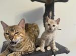 Lola - Bengal Kitten For Sale - 