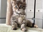 Nala - Maine Coon Kitten For Sale - Turlock, CA, US