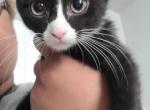 Tuxedo Girl - Highlander Kitten For Sale - 