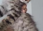 Mohave girl - Highlander Kitten For Sale - Essex, MD, US
