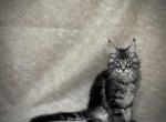 Henry - Maine Coon Kitten For Sale - Marietta, GA, US