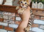 Bengal highlandlynx kittens - Bengal Kitten For Sale - 