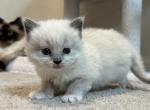 Zack - Ragdoll Kitten For Sale - 