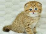 Cesar - Scottish Fold Kitten For Sale - Norwalk, CT, US