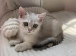 Ken - Scottish Straight Kitten For Sale - New York, NY, US