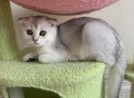 Alex - Scottish Fold Kitten For Sale - 