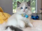 R013 - Ragdoll Kitten For Sale - Temple City, CA, US