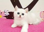 Polly - British Shorthair Kitten For Sale - Miami, FL, US