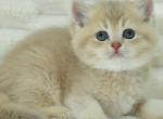 Casandra - British Shorthair Kitten For Sale - Miami, FL, US