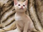 Jasmine - Burmese Kitten For Sale - Norwalk, CT, US