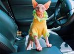 Leo - Sphynx Kitten For Sale - Indianapolis, IN, US