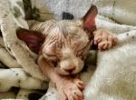 Miley Tortie Purebred Sphynx Ready 4 New Home - Sphynx Kitten For Sale - Chicago, IL, US