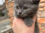 Ice - British Shorthair Kitten For Sale - 