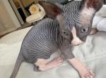 Izzy BiColor Purebred Sphynx ready 4 new home - Sphynx Kitten For Sale - Chicago, IL, US