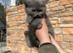 Cassy - British Shorthair Kitten For Sale - 