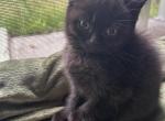 Artic - British Shorthair Kitten For Sale - 
