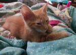 Half Hybrids Woops - Domestic Kitten For Sale - New Bern, NC, US