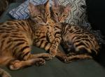Last Bengal litter - Bengal Kitten For Sale - Chicago, IL, US