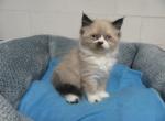 Ragdoll kittens - Ragdoll Kitten For Sale - Commerce Charter Township, MI, US