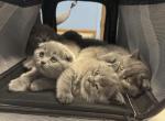 Scottish Fold - Scottish Fold Kitten For Sale - Bartlett, IL, US