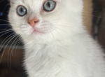 Pers - Scottish Straight Kitten For Sale - Philadelphia, PA, US