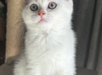 Mercedis - Scottish Straight Kitten For Sale - Philadelphia, PA, US