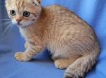 Ivan - Scottish Fold Kitten For Sale - 