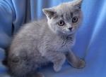 Inna - Scottish Straight Kitten For Sale - NY, US