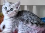 Silver Tabby boy Sebastian - British Shorthair Kitten For Sale - NY, US