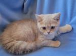 Irma - Scottish Straight Kitten For Sale - NY, US
