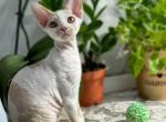 Maxwell - Devon Rex Kitten For Sale - Brooklyn, NY, US