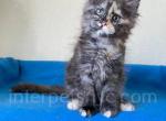 Tatiana - Maine Coon Kitten For Sale - Brooklyn, NY, US